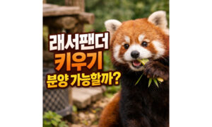 Read more about the article 래서팬더 키우기 렛서팬더 래서판다 분양 입양가능할까
