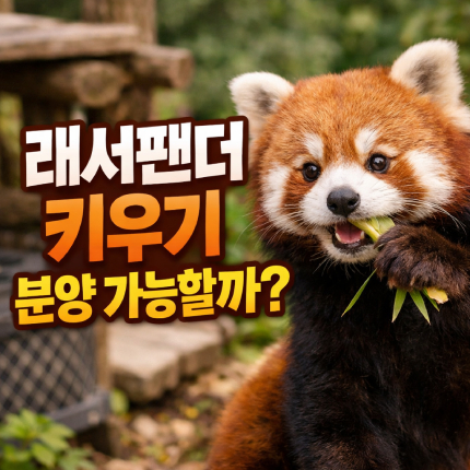 래서팬더 키우기 렛서팬더 래서판다 분양 입양 썸네일
